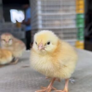 Hatchery Chicks